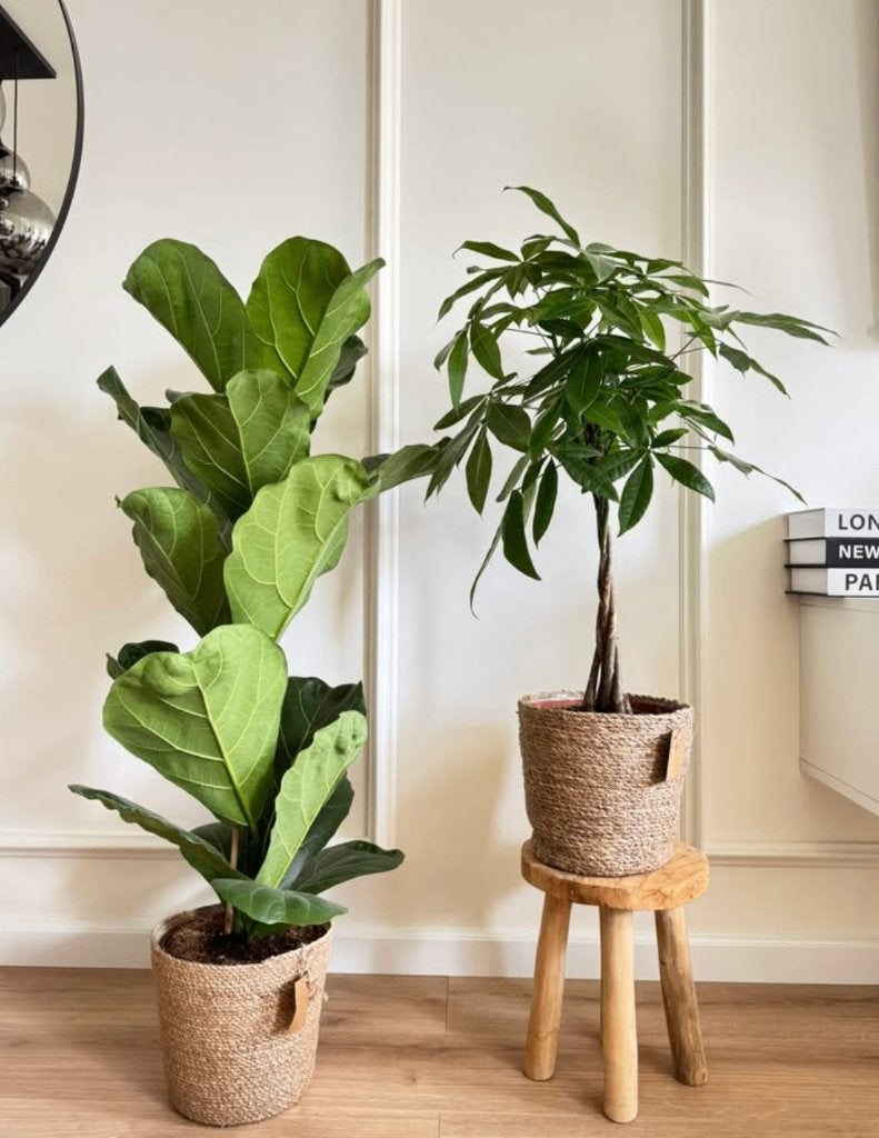 2 for 85 -Ficus Lyrata & Pachira (Money tree), Ficus, In pot, Minder dan 100 cm, Halfschaduw