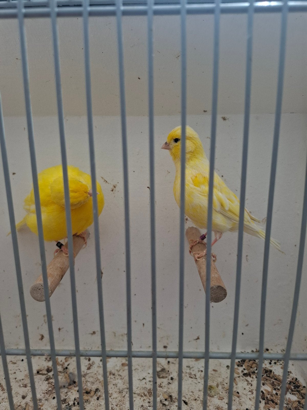 Kanaries  raza,s. Five fancy, Dieren en Toebehoren, Vogels | Kanaries, Meerdere dieren, Kleurkanarie