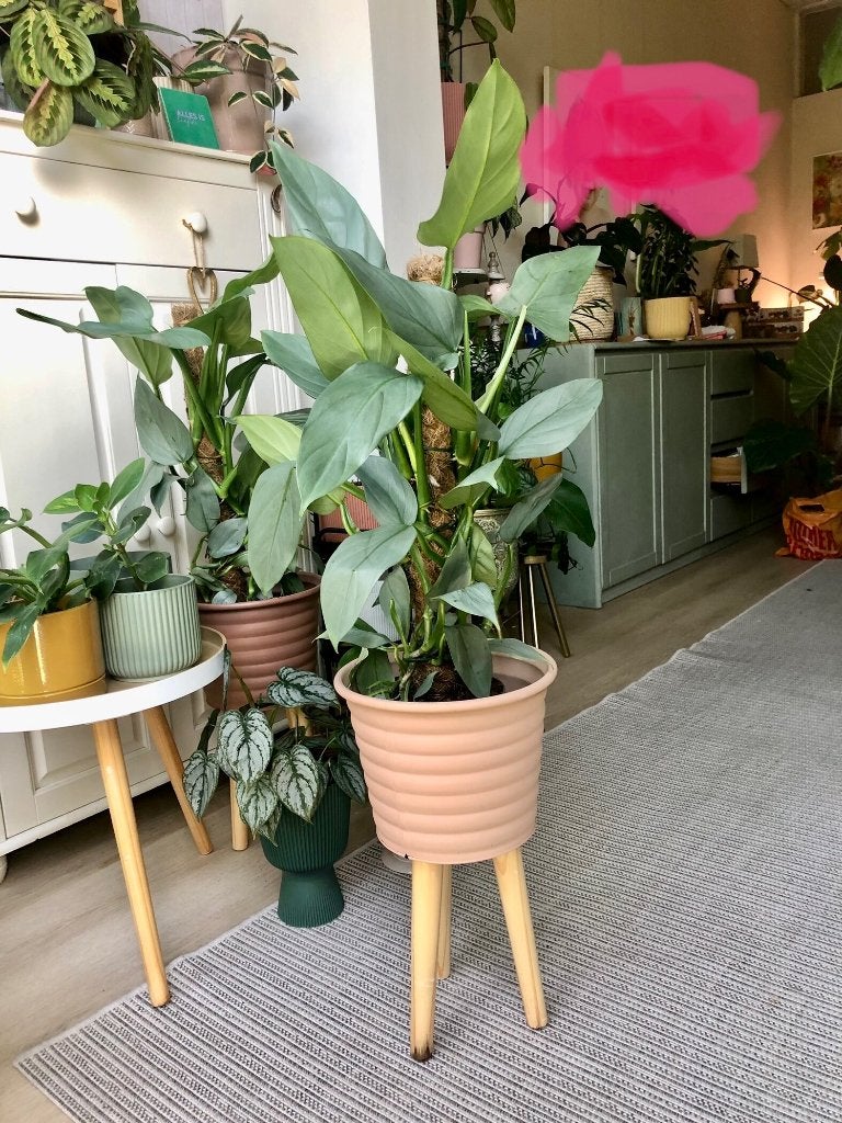 Grote Philodendron Hastatum Silver Sword met mosstok, Overige soorten, In pot, Minder dan 100 cm, Groene kamerplant