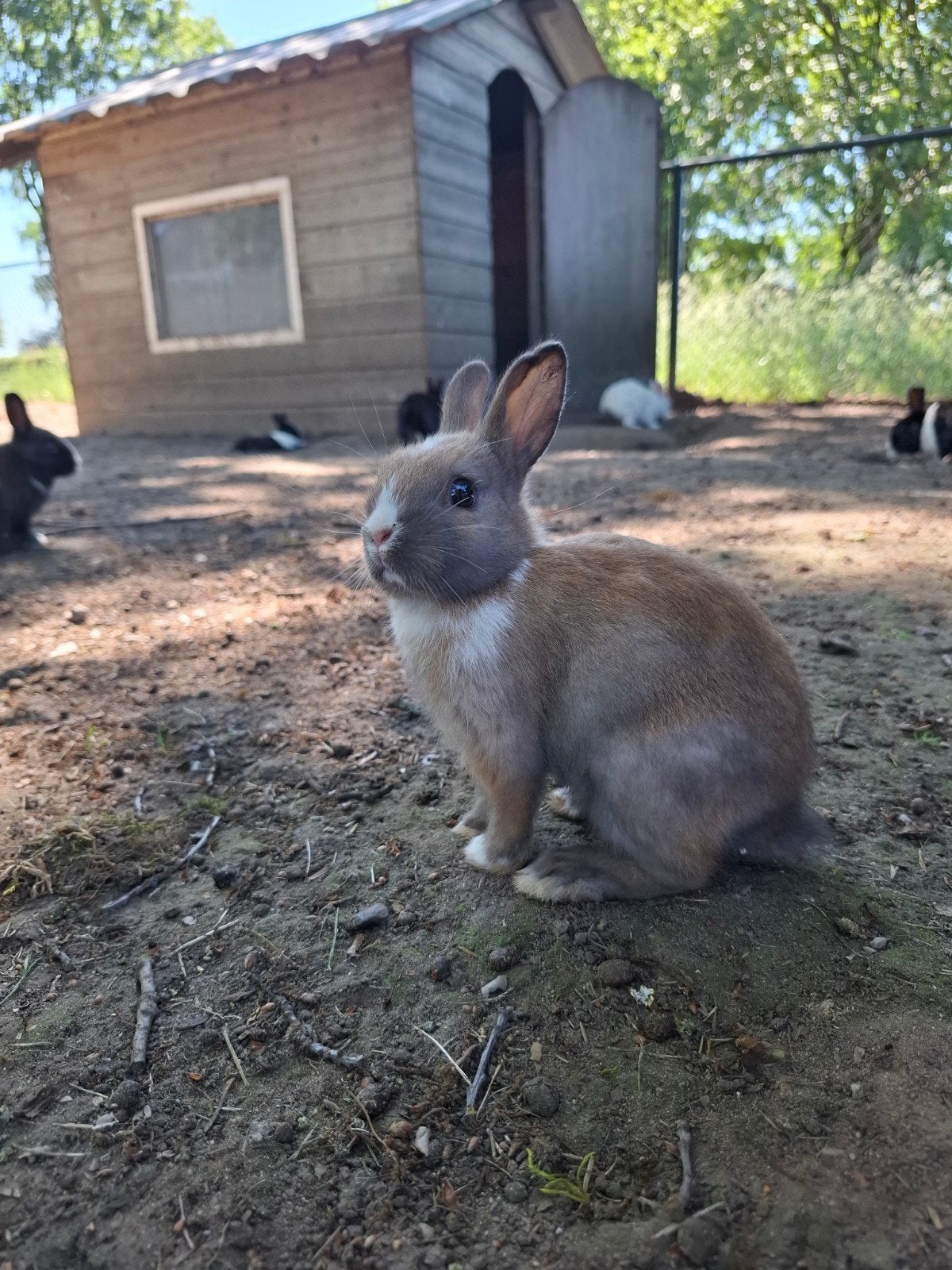 Jonge dwergkonijntjes te koop, Dieren en Toebehoren, Konijnen, Meerdere dieren, Dwerg