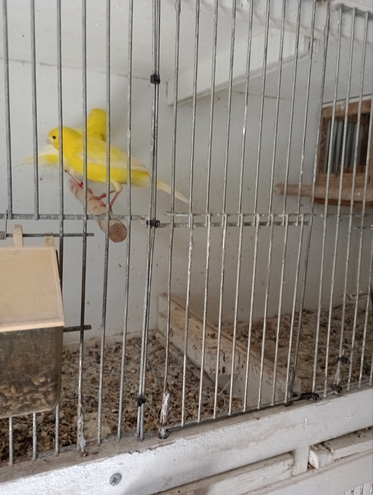 Te koop mooie koppel kanarie, Dieren en Toebehoren, Vogels | Kanaries, Meerdere dieren, Kleurkanarie