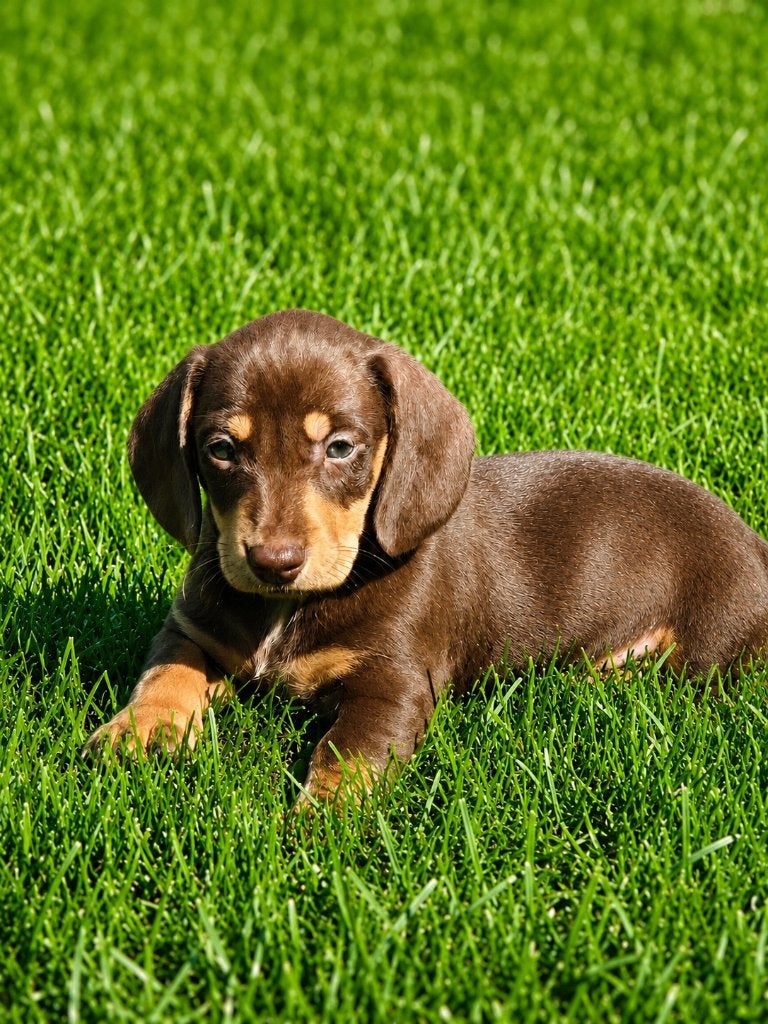 Teckel pups Kaninchen, Dieren en Toebehoren, Honden | Teckels en Dashonden, Kaninchen, 8 tot 15 weken, Parvo, Meerdere