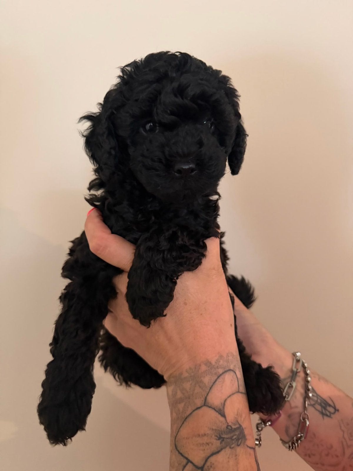 Mini labradoodle pups mogen nest verlaten, 8 tot 15 weken, Parvo, Meerdere, Meerdere dieren