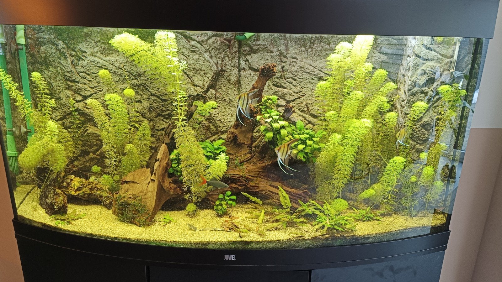 Juwel vision 260 te koop, Ophalen, Pomp, Juwel, Gevuld zoetwateraquarium