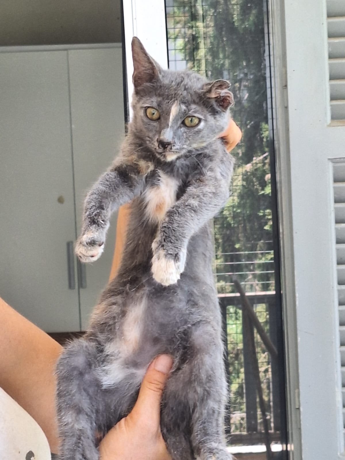 Lola 4 mnd (nog op Cyprus) zoekt haar forever home, Dieren en Toebehoren, Katten en Kittens | Overige Katten, Poes