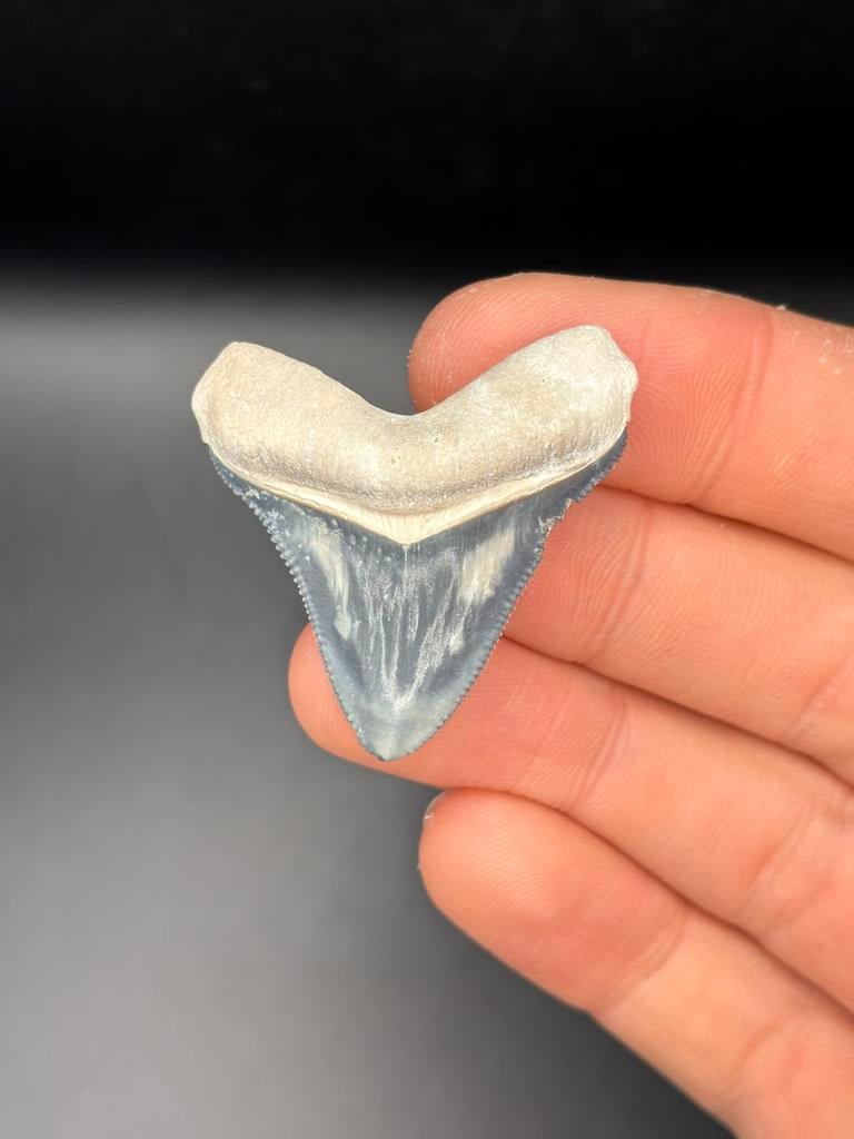Megalodon fossiele haaientand Bone Valley, Verzamelen, Mineralen en Fossielen, Ophalen of Verzenden, Fossiel
