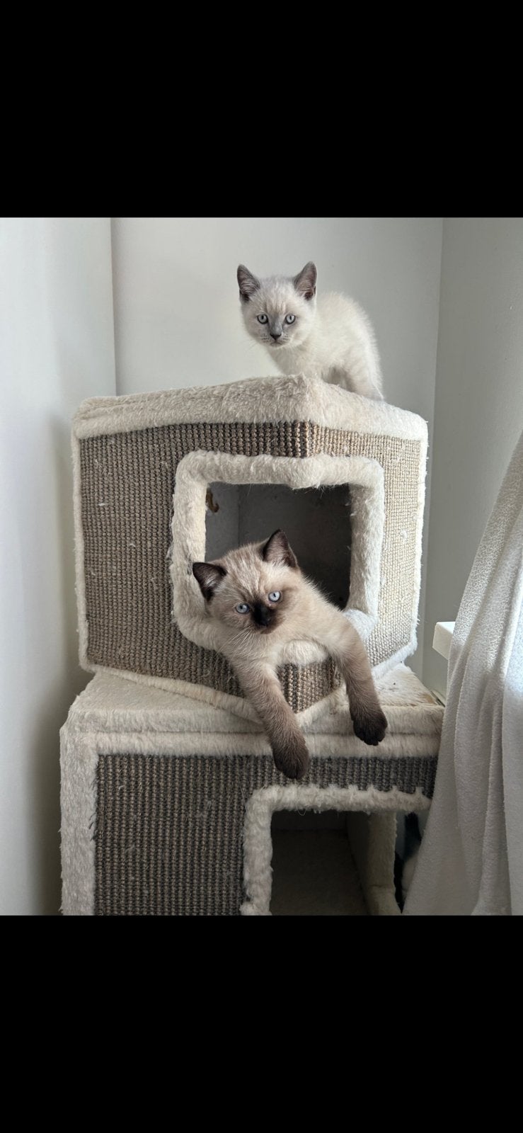 Britse korthaar kittens, Dieren en Toebehoren, Meerdere dieren, Ontwormd