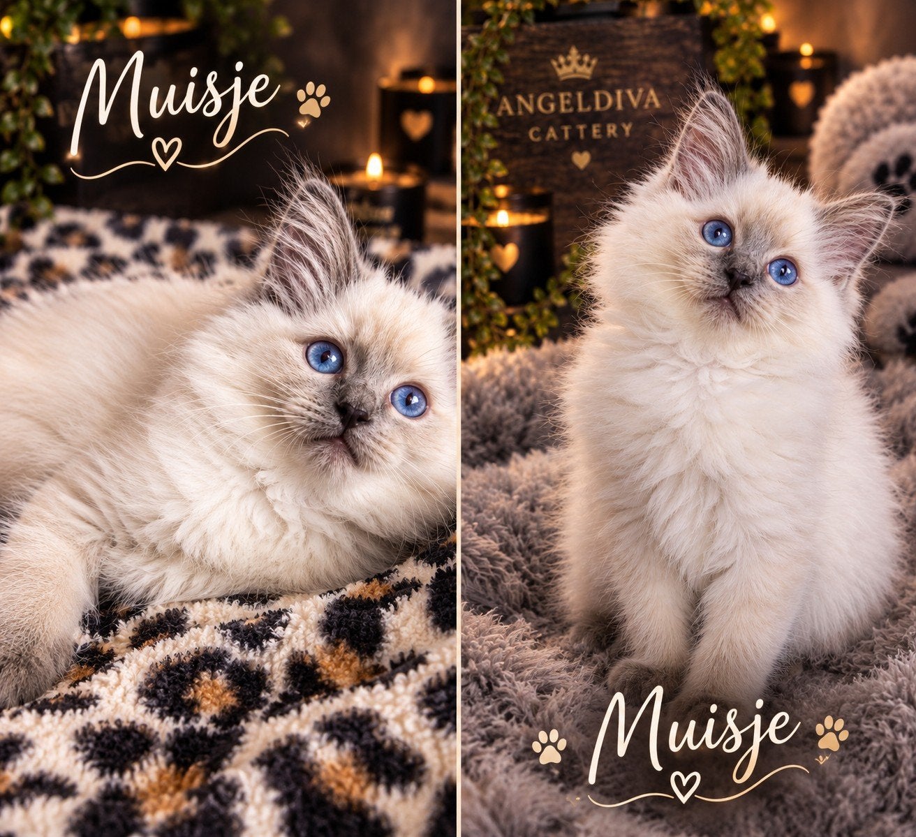 de laatste lieve knuffel ragdoll kitten meisje met stamboom, Meerdere dieren, Met stamboom, 0 tot 2 jaar