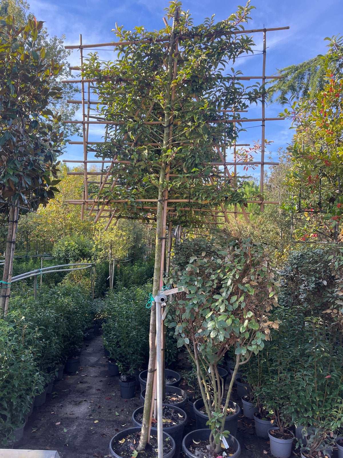 Prunus l. 'Brenelia' Leiboom - 180 cm stam, Leiboom, Ophalen of Verzenden, Lente, 250 tot 400 cm