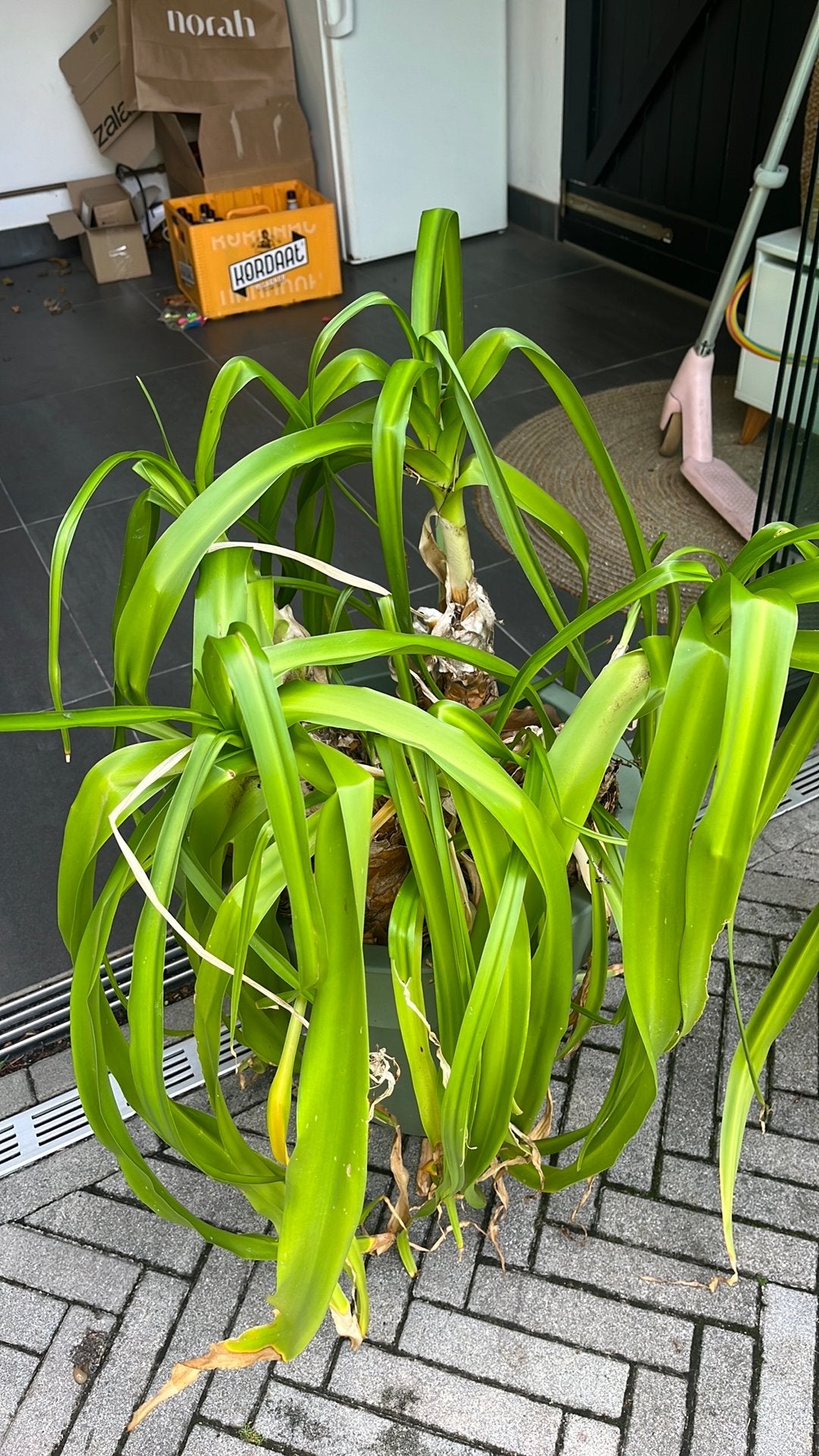 Crinum knollen rose of wit, Overige soorten, Volle zon, Vaste plant, Ophalen of Verzenden