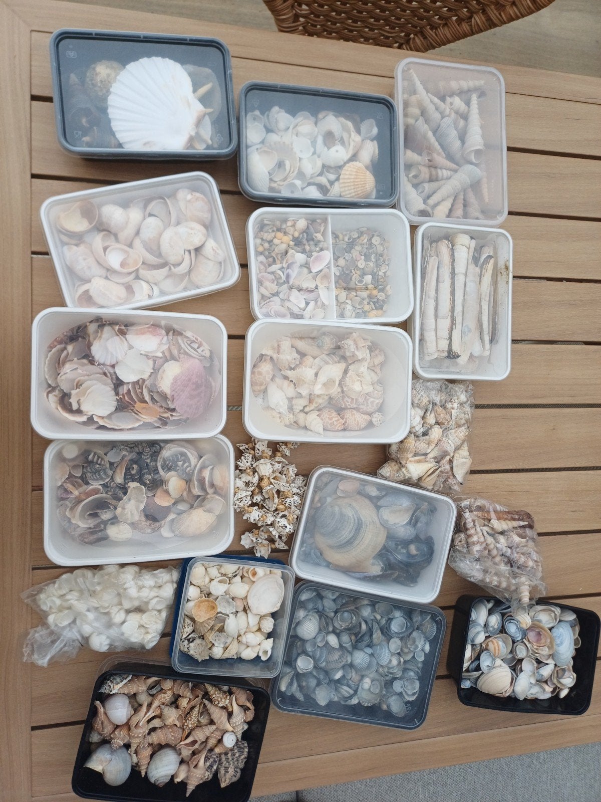 Verzameling schelpen, Ophalen, Gebruikt