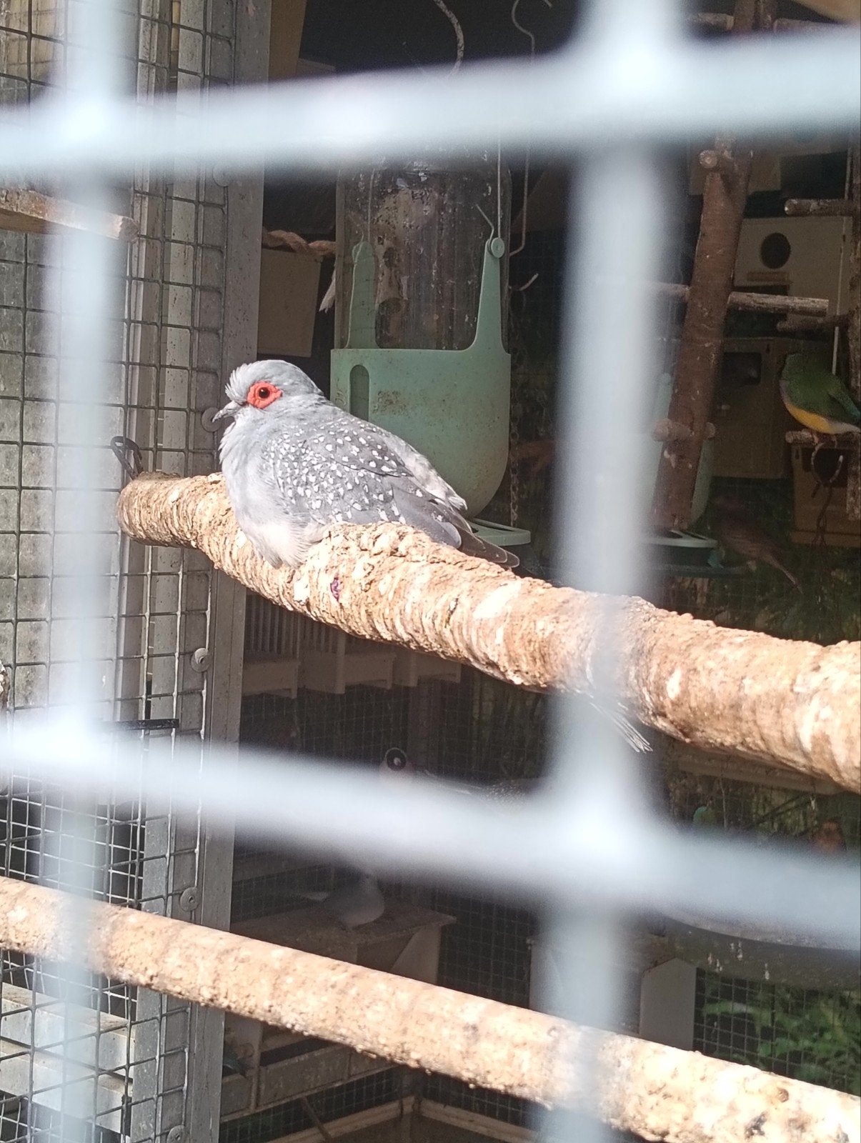 diamant duifjes, Meerdere dieren, Tropenvogel