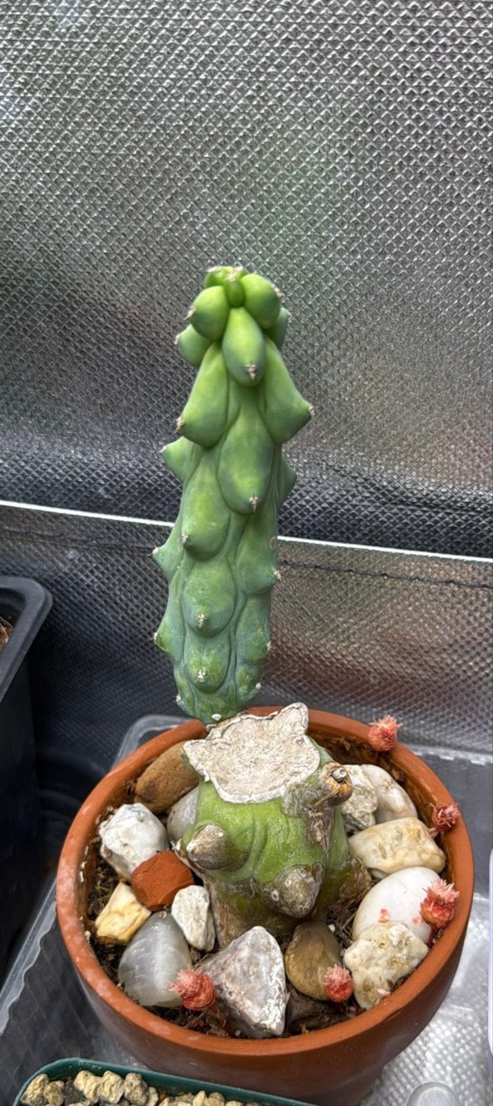 Unieke Gecultiveerde Cactus in Pot - Zeldzame Soort, Huis en Inrichting, Ophalen of Verzenden, Minder dan 100 cm, In pot, Cactus