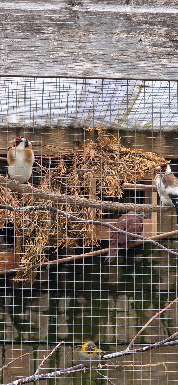 1-1 major putter 25, Dieren en Toebehoren, Vogels | Overige Vogels, Meerdere dieren, Wildzangvogel, Geringd
