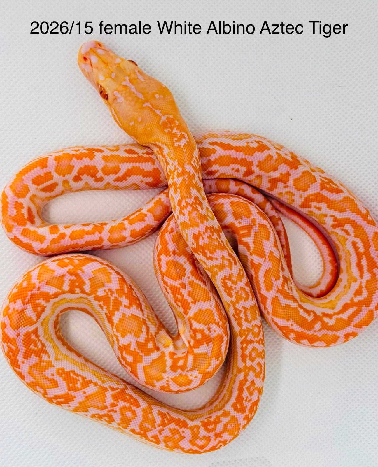 Nakweek Python Reticulatus Reticulated Python photo 23