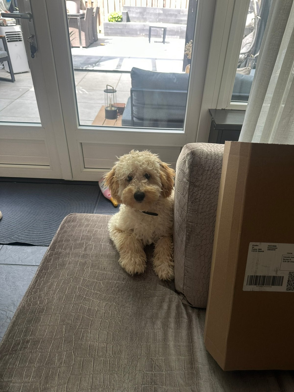 Pablo zoekt nieuw huisje, Dieren en Toebehoren, Honden | Niet-rashonden, Rabiës (hondsdolheid), 15 weken tot 1 jaar, Reu, Eén hond