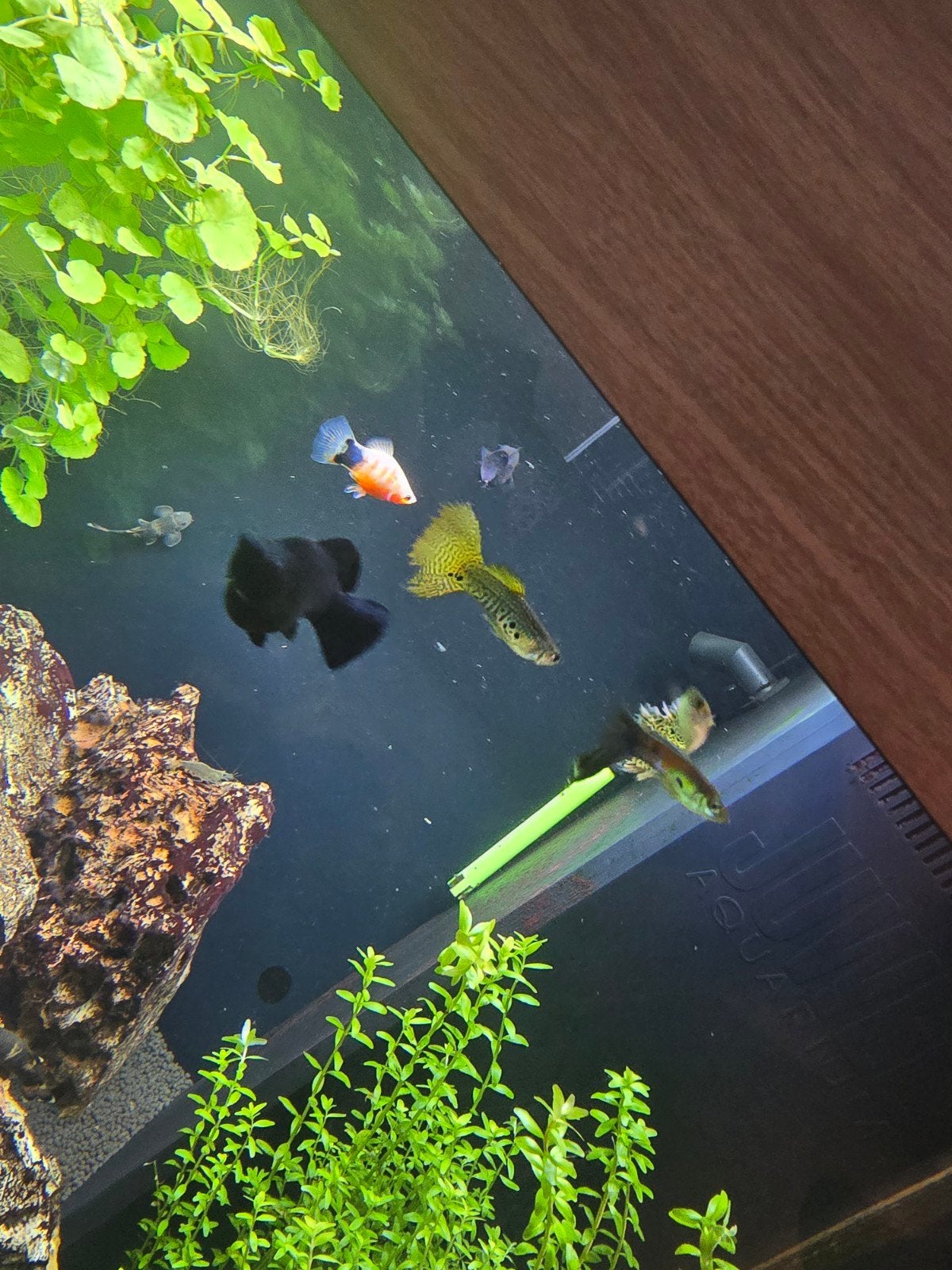 Aquarium vissen, Dieren en Toebehoren, Vis