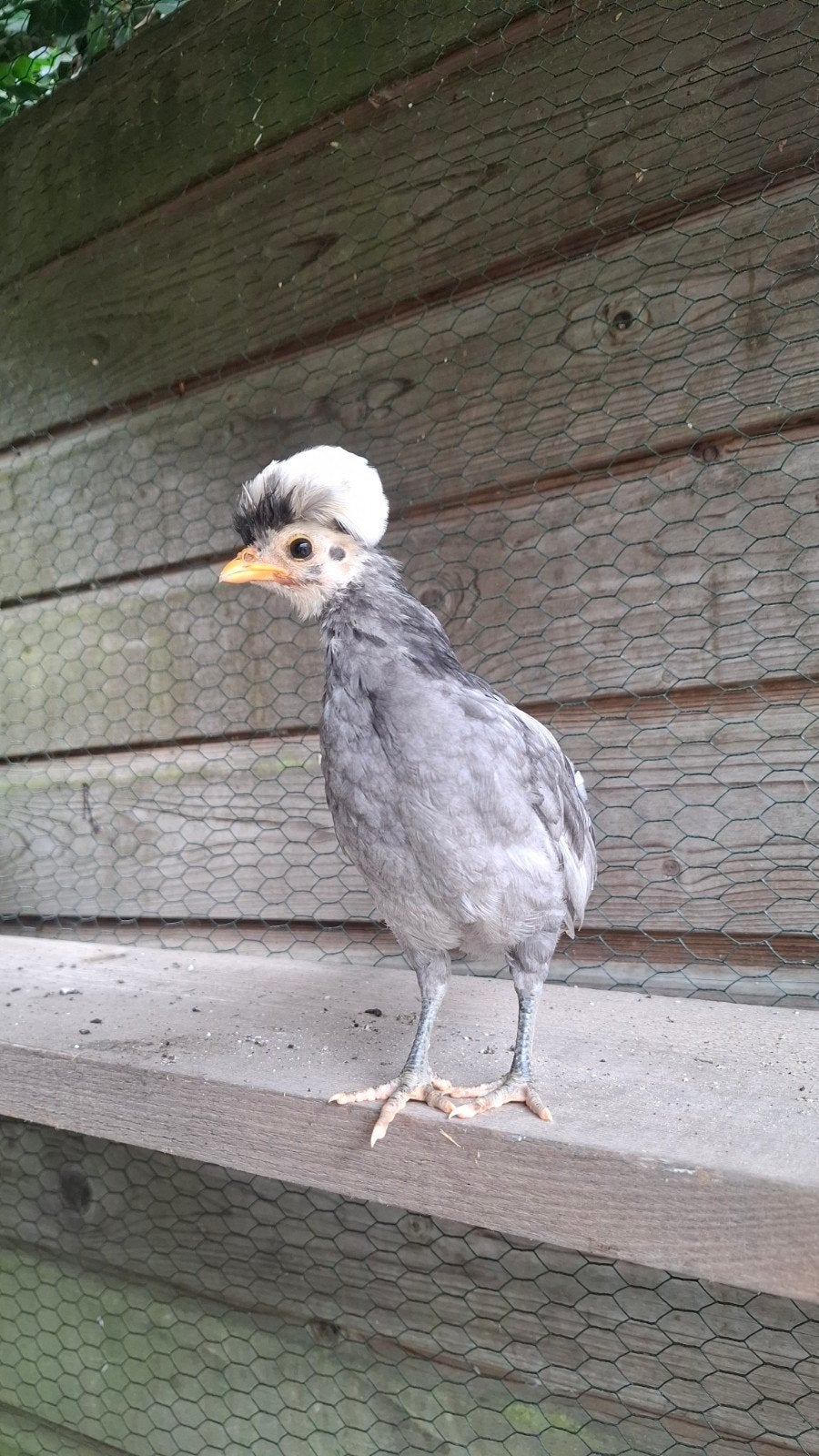 kuikens, Geslacht onbekend, Kip