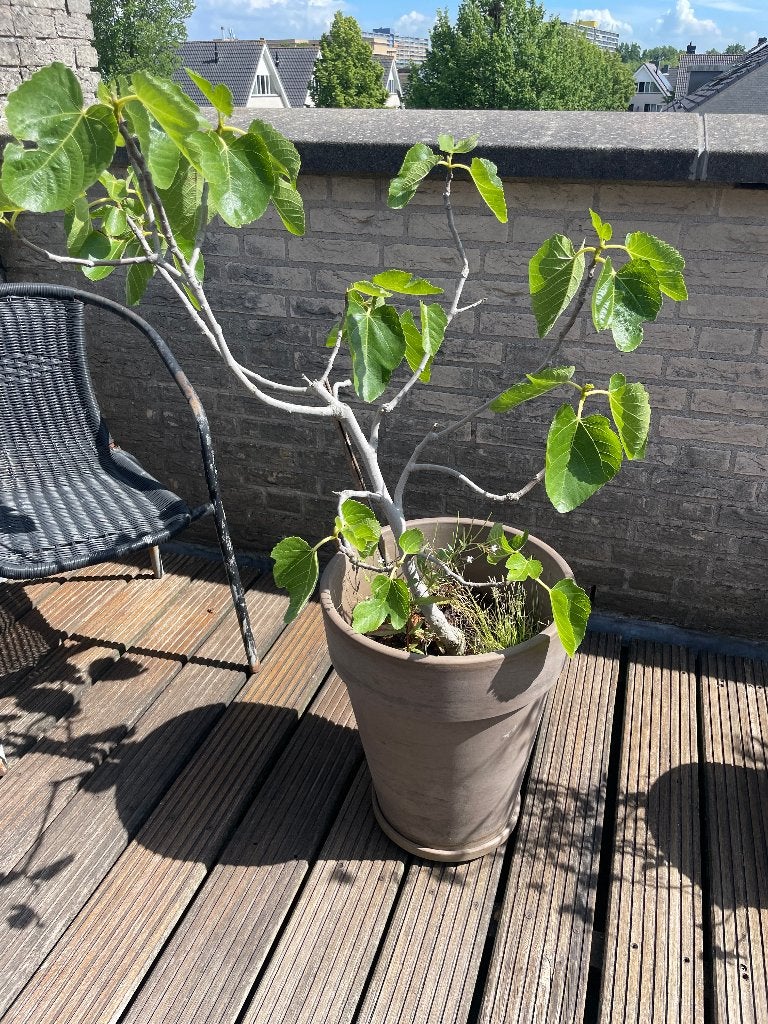 vijgenboom in terracotta bloempot, Ophalen, Lente, Volle zon, In pot