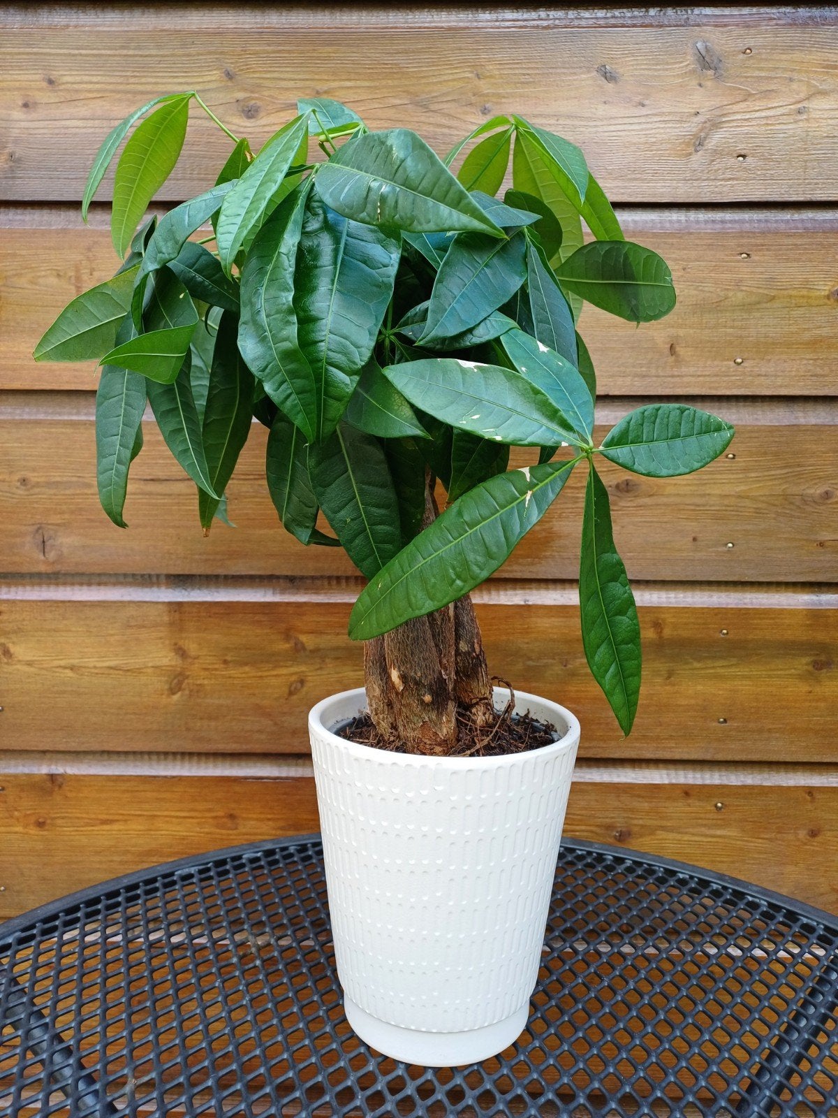 Pachira Aquatica (geldboom)in pot - 45 cm hoog, Ophalen, Halfschaduw, In pot, Minder dan 100 cm