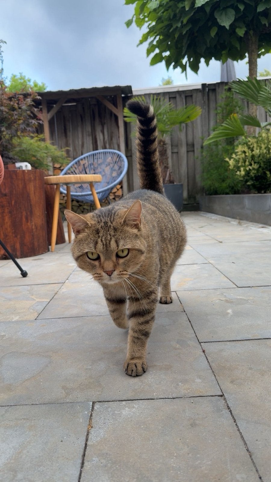 GRATIS Britse korthaar golden tabby ticked, Kater, Kortharig, 3 tot 5 jaar