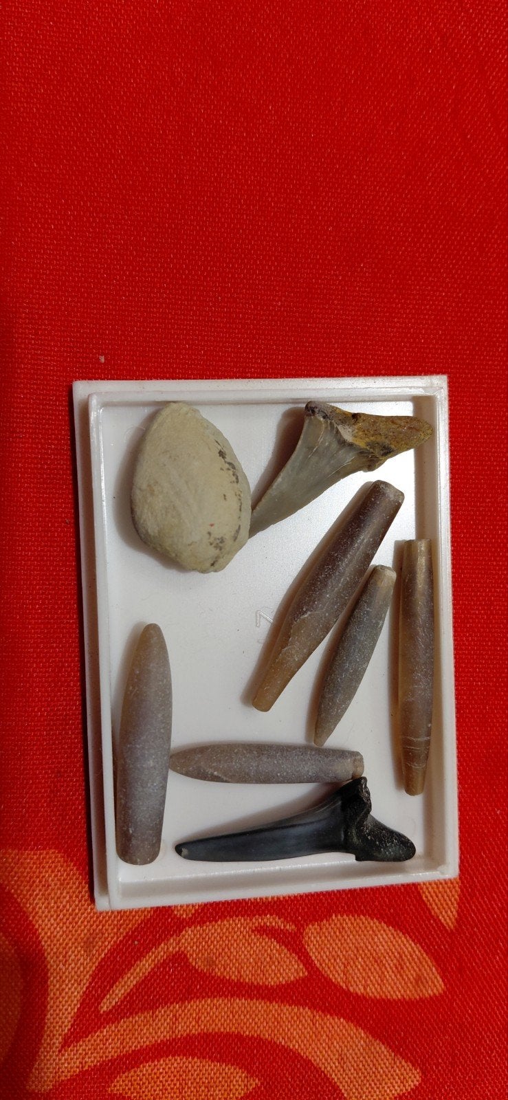 Fossielen collectie: Belemnieten, haaientand en schelp, Ophalen of Verzenden, Fossiel