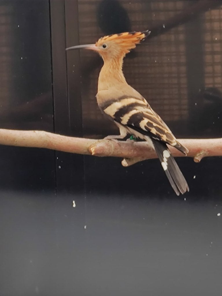Europese Hop | Poppen | Zeer zeldzaam, Dieren en Toebehoren, Vogels | Overige Vogels, Vrouwelijk, Wildzangvogel, Geringd