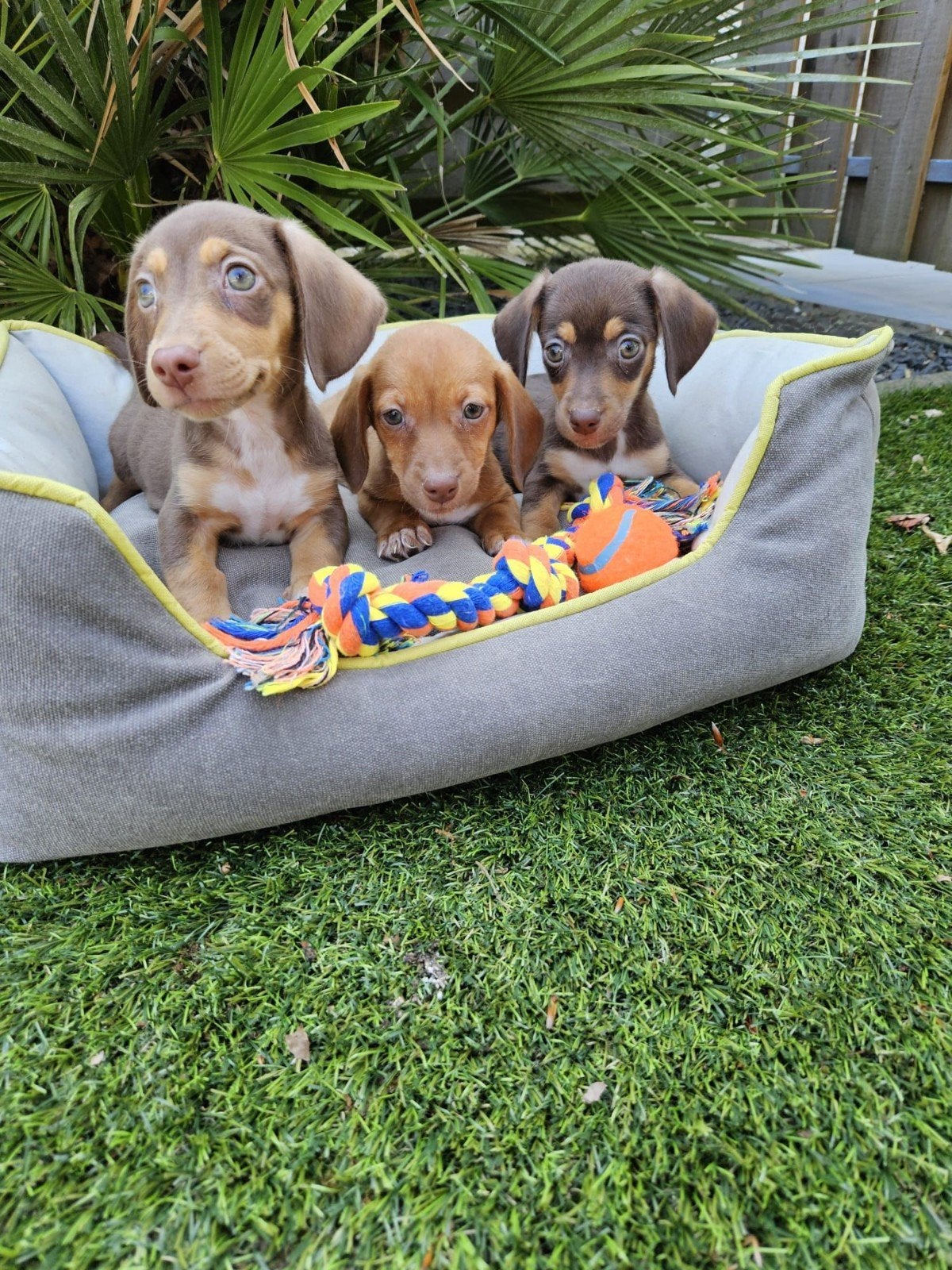 Dwerg teckel X Jack Russel  Dwergteckel  pups, Dieren en Toebehoren, 8 tot 15 weken, Dwerg, Meerdere, Meerdere dieren