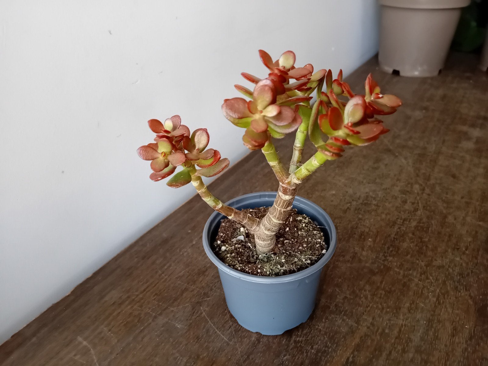 Crassula bonsai 20cm, Ophalen, Halfschaduw, In pot, Minder dan 100 cm