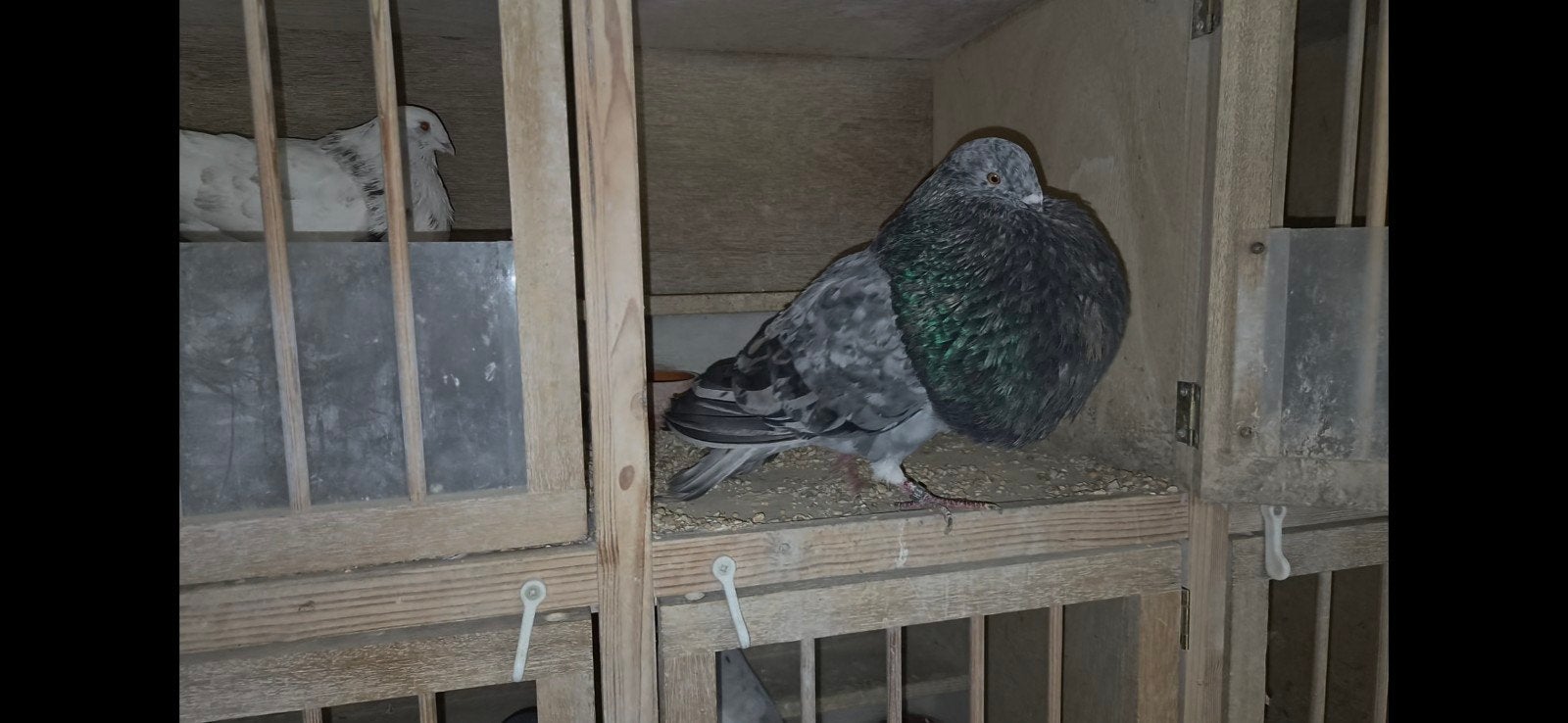 originele gaditano, Dieren en Toebehoren, Mannelijk, Kropper