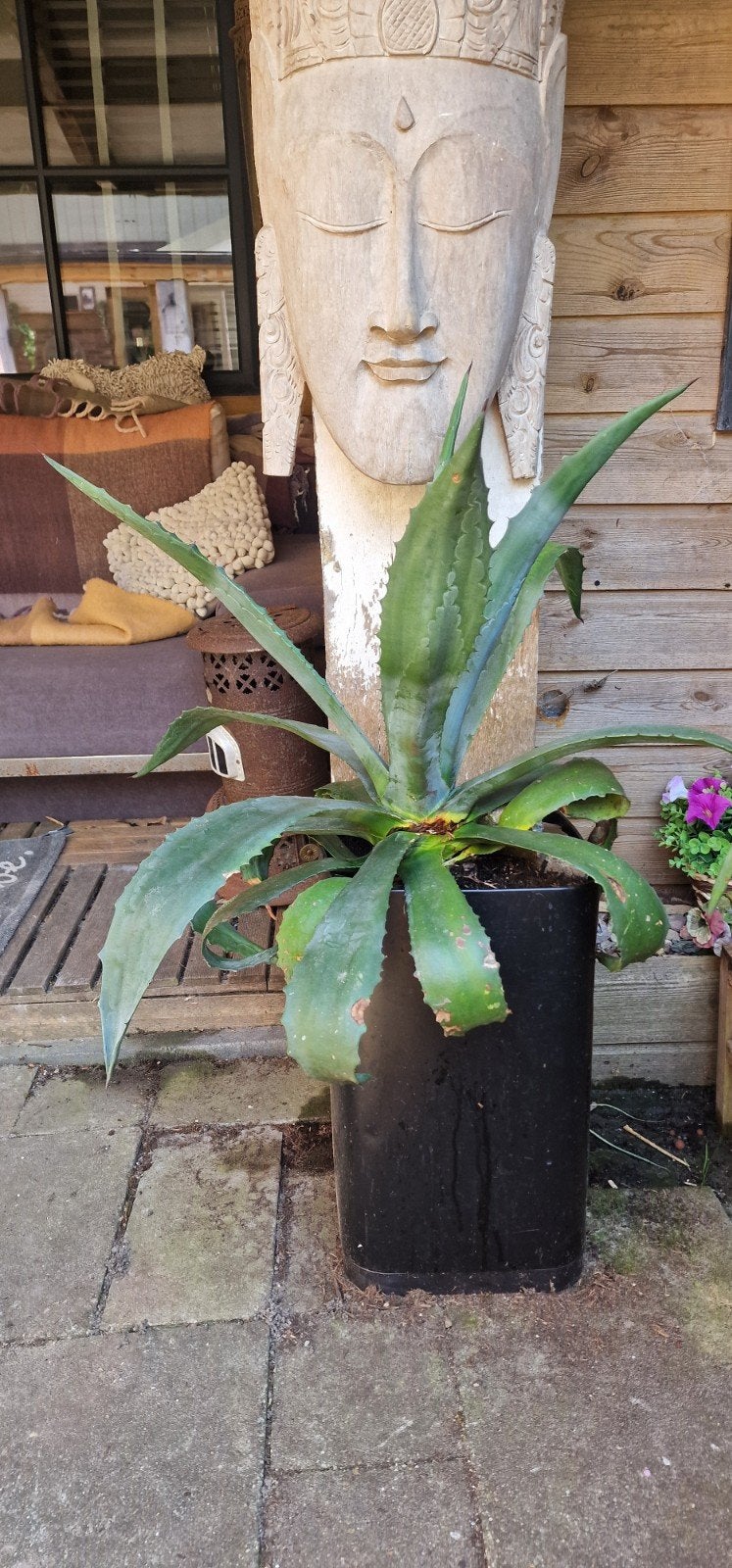 Stekkies van agave, Tuin en Terras, Planten | Tuinplanten, Ophalen, Overige soorten, Volle zon