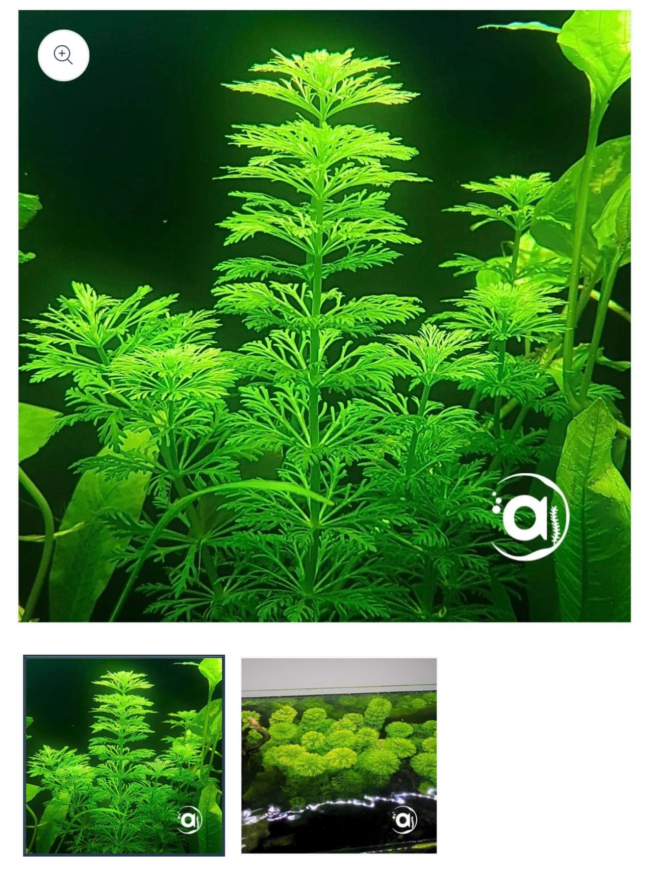 Gezocht aqaurium planten, Dieren en Toebehoren, Ophalen, Inclusief planten, Zo goed als nieuw, Plant(en), Steen of Hout