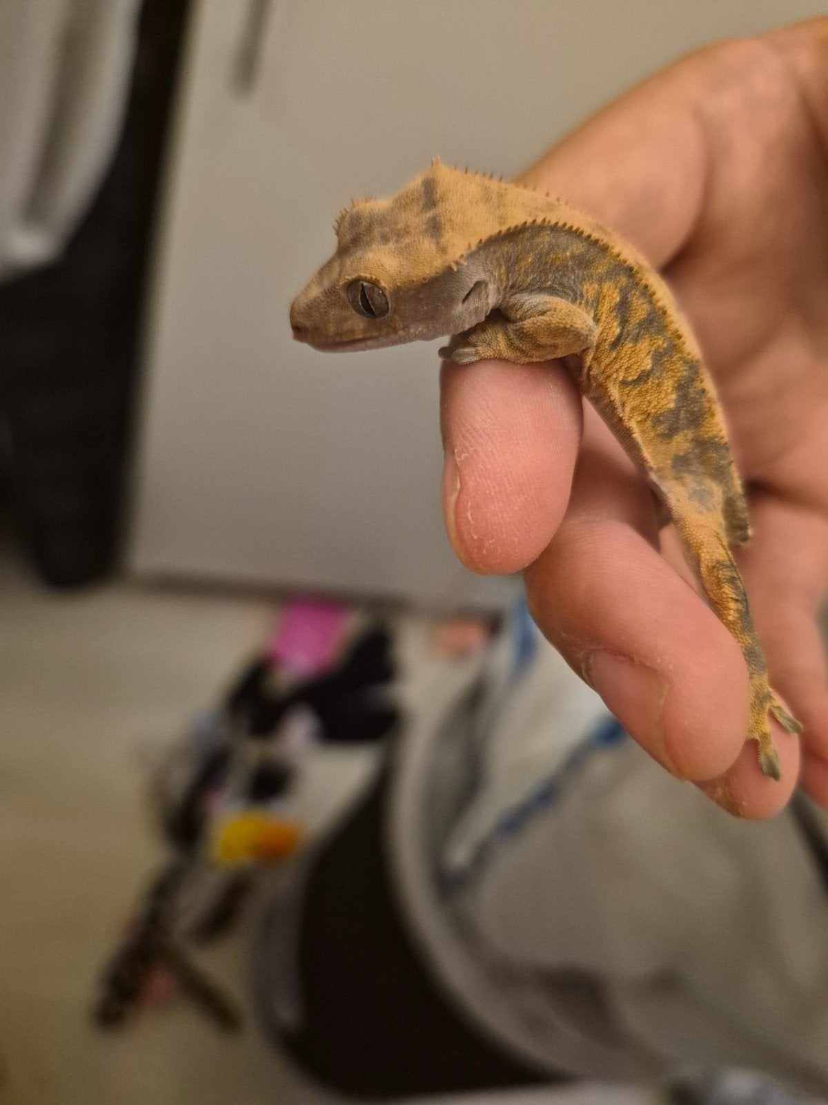 2 baby wimper gekko's te koop Crested Gecko photo 3