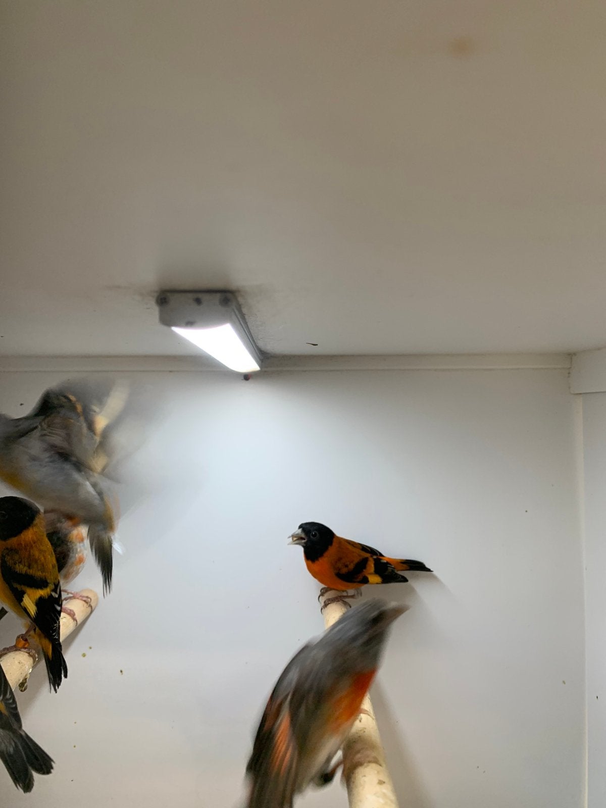 te koop kapoetse sijs, Dieren en Toebehoren, Vogels | Overige Vogels, Mannelijk