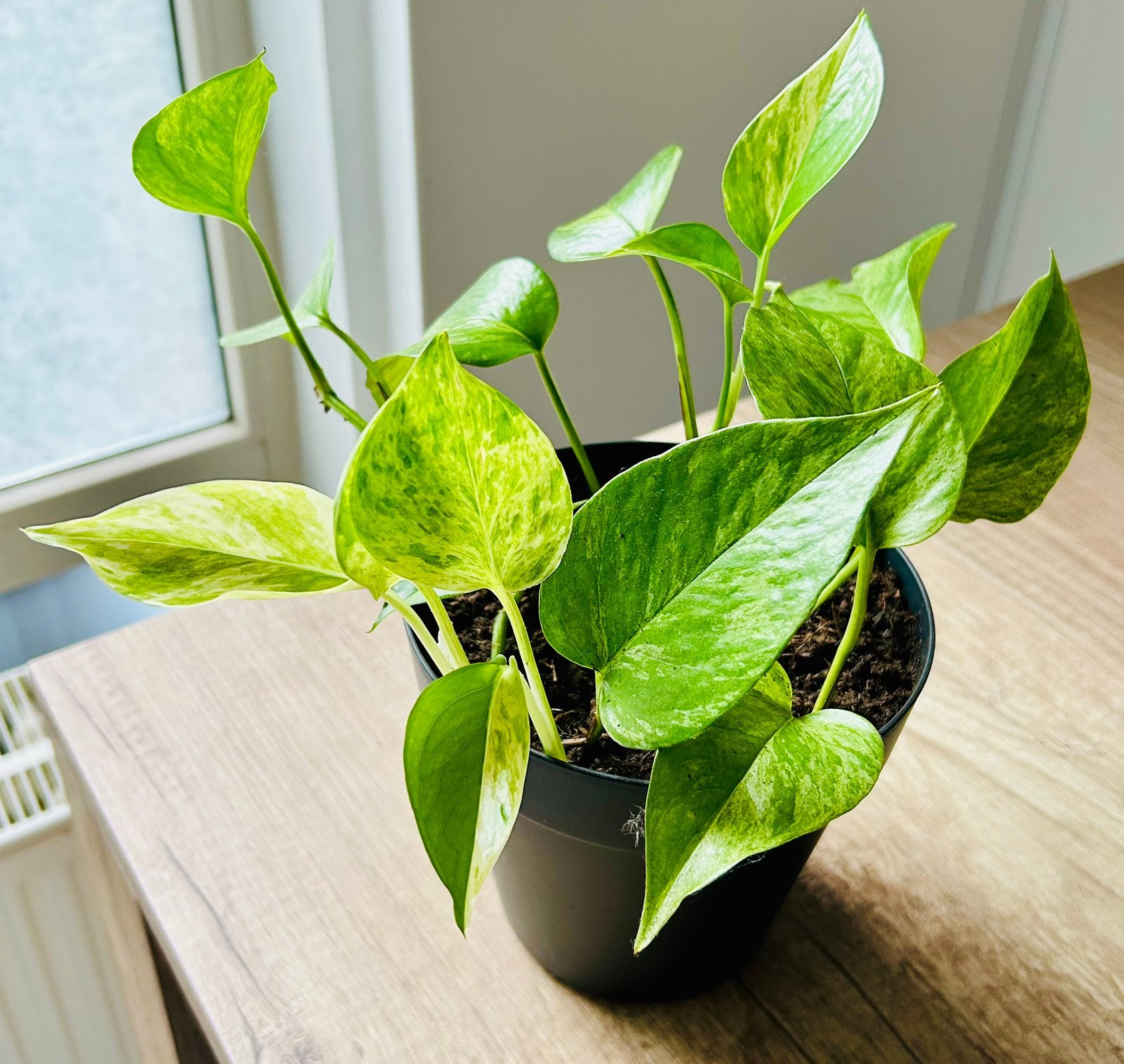 Mooie Epipremnum Golden Pothos || Gezonde, Sterke Kamerplant, Huis en Inrichting, Kamerplanten, Overige soorten, In pot, Minder dan 100 cm