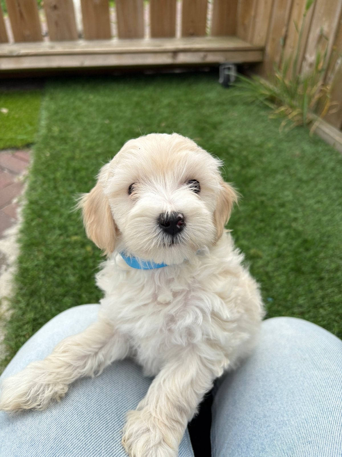 Maltipoo pups, Dieren en Toebehoren, Parvo, Overige rassen, 8 tot 15 weken, Meerdere