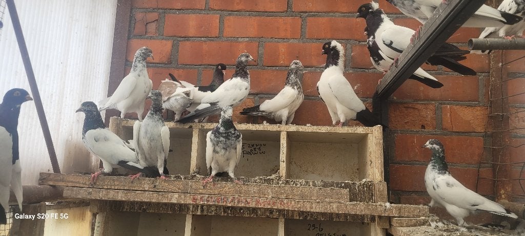 Pakistaanse hoogvliegers, Meerdere dieren, Overige soorten