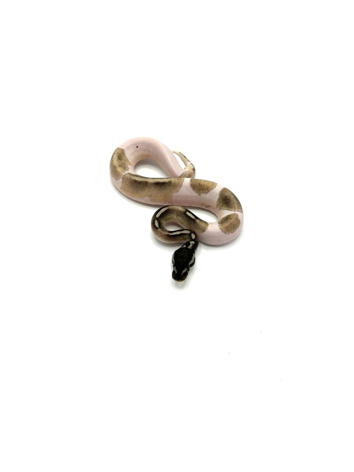 Diverse Python regius - koningspythons Ball Python photo 13