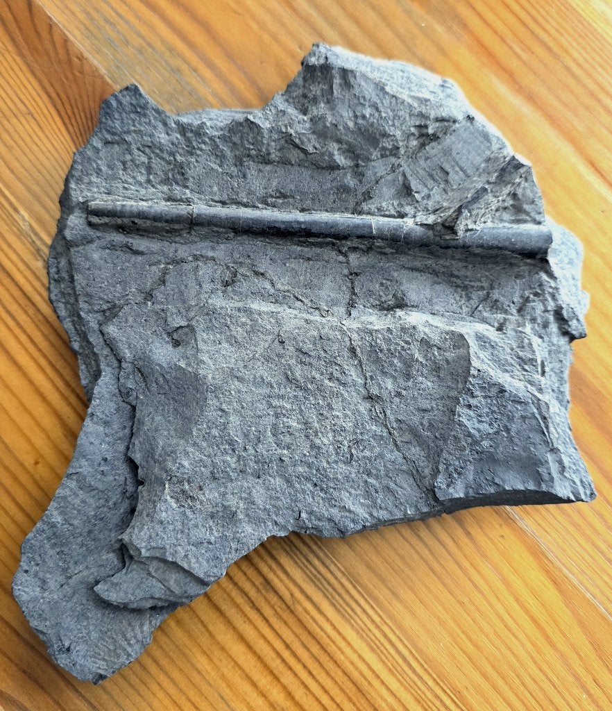 Belemniet uit Holzmaden (Toarcien, Jura), Ophalen of Verzenden, Fossiel