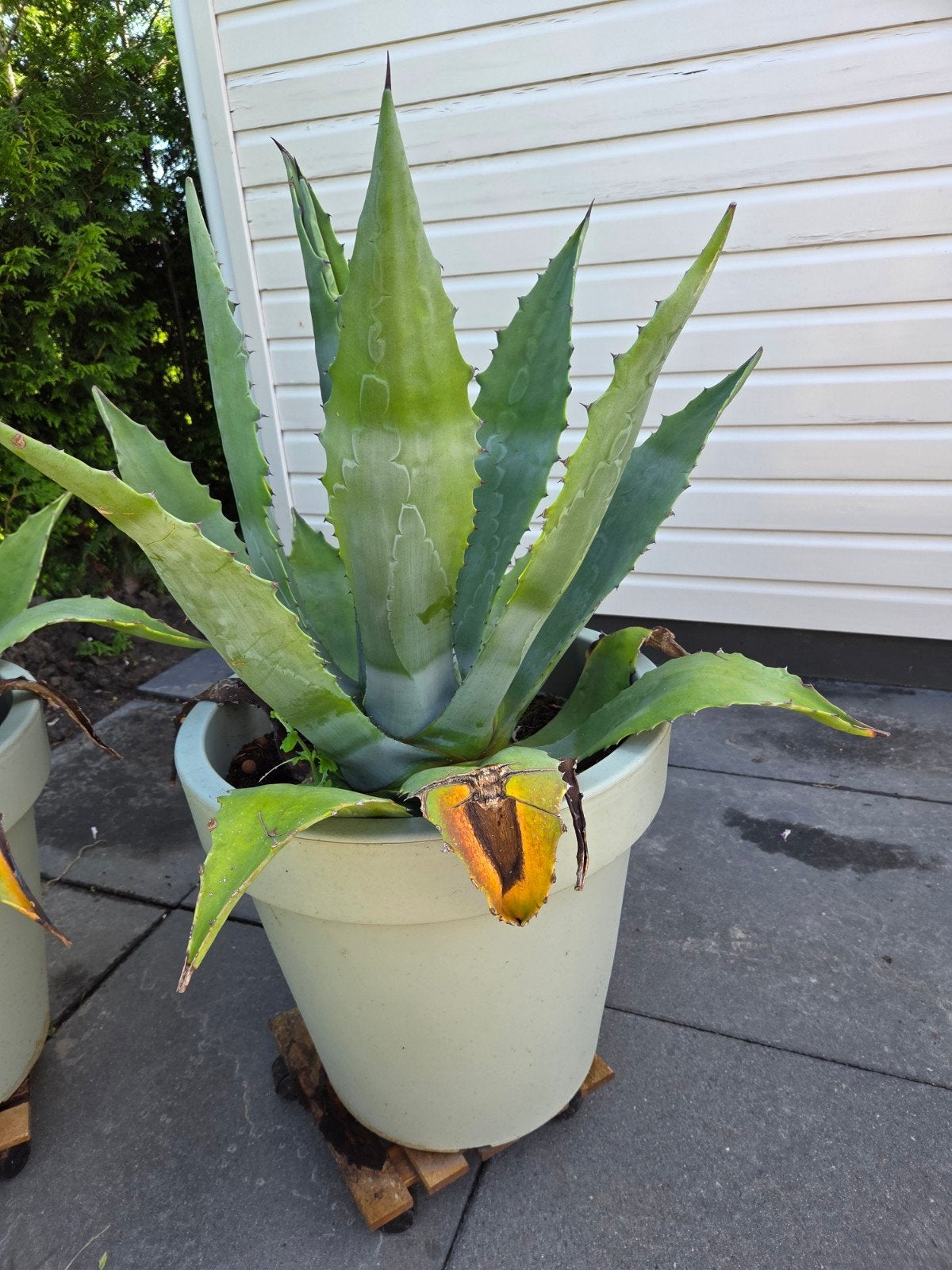Agave plant in pot, Ophalen, Vaste plant, Overige soorten, Volle zon
