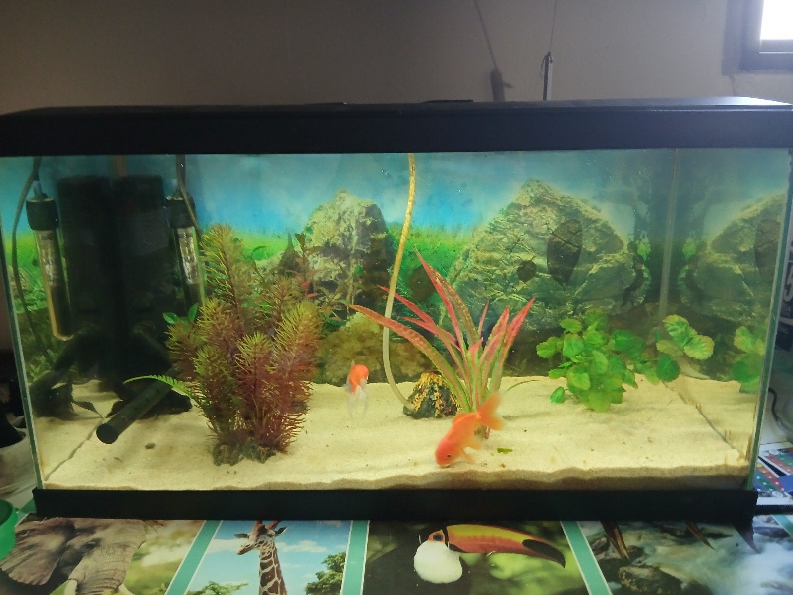 aquarium 60l met visjes, Vis, Zoetwatervis, Schoolvis
