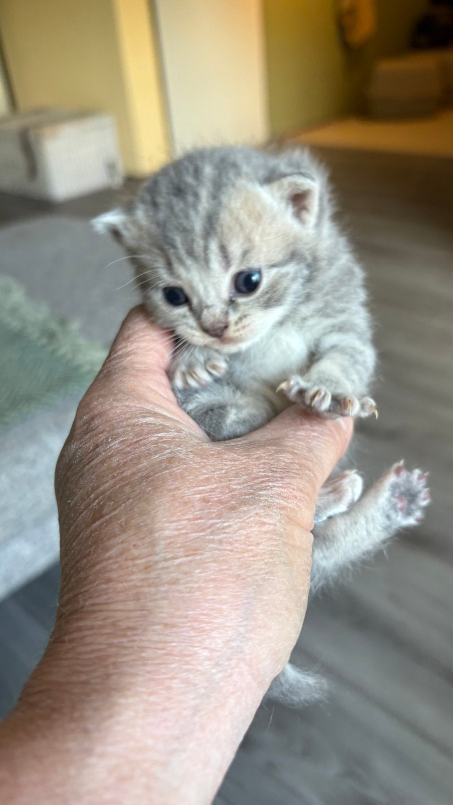 britse korthaar kitten. poesje, Meerdere dieren, Ontwormd, 0 tot 2 jaar