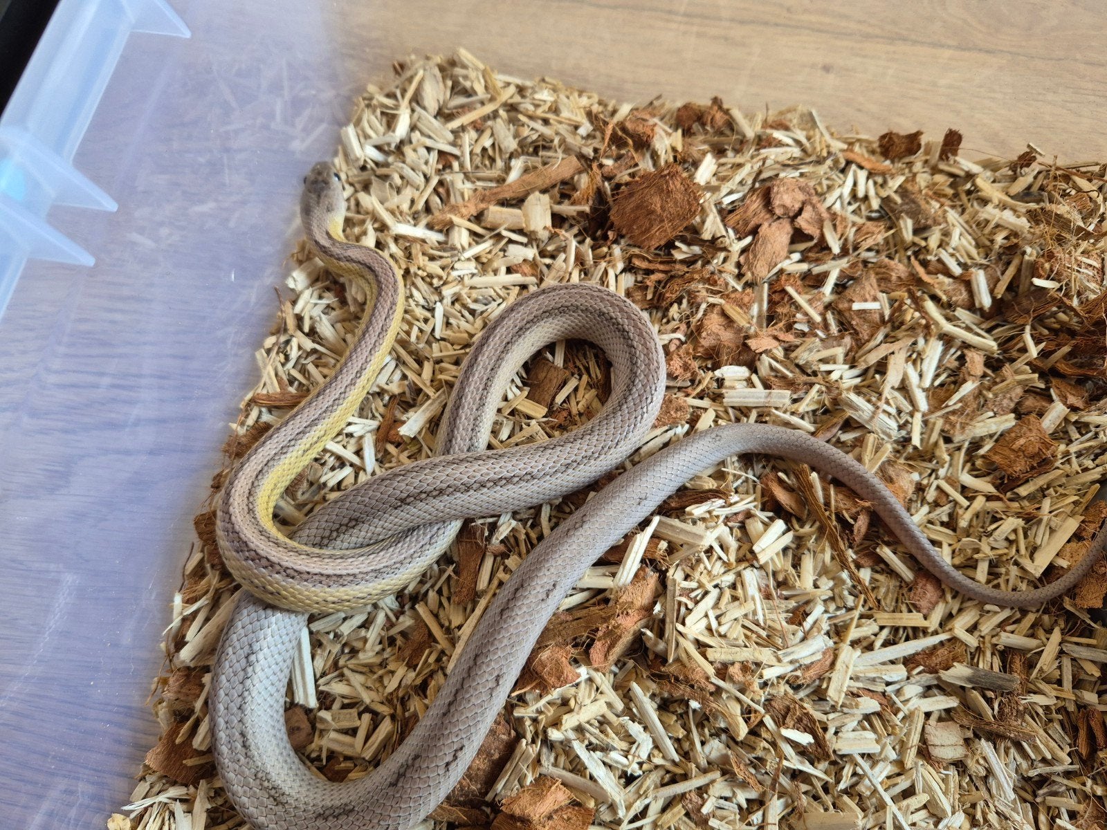rattenslang anery striped het. sunkissed 2025 Rat Snake photo 4