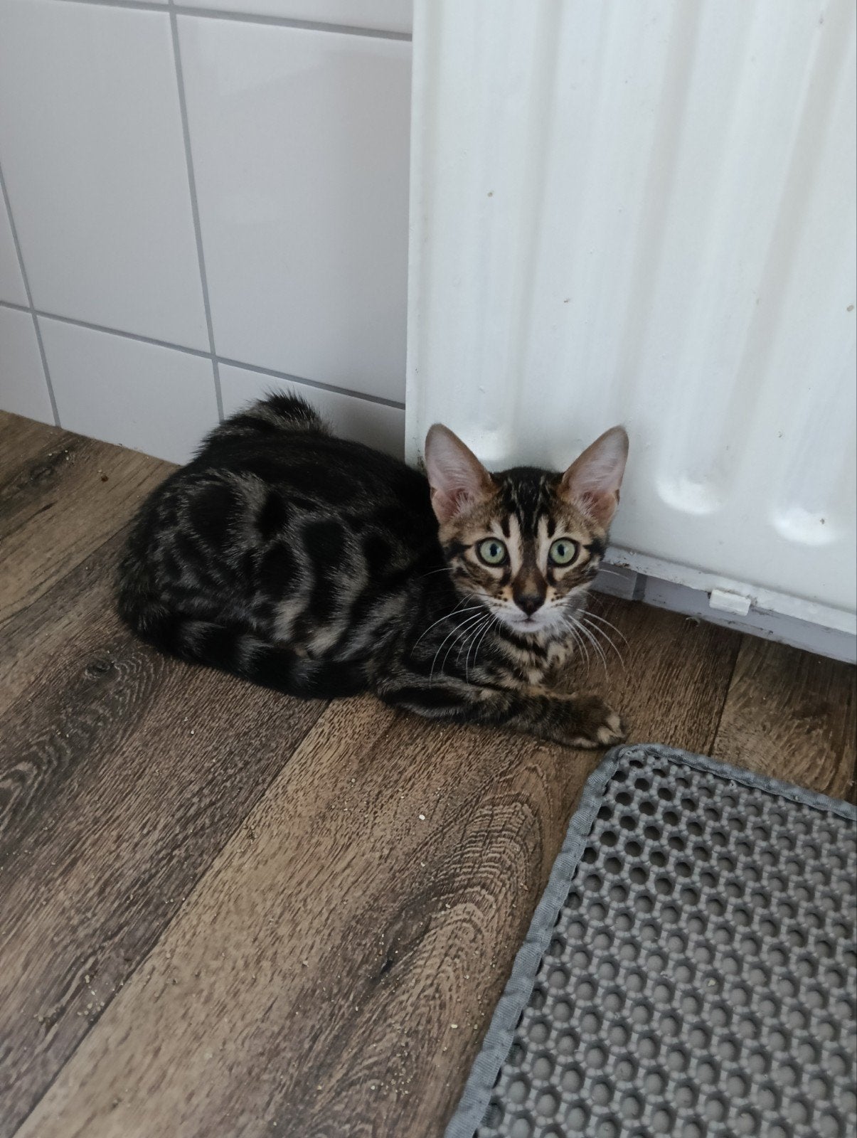 Bengaalse kitten kater Zilver, Kater, Gechipt