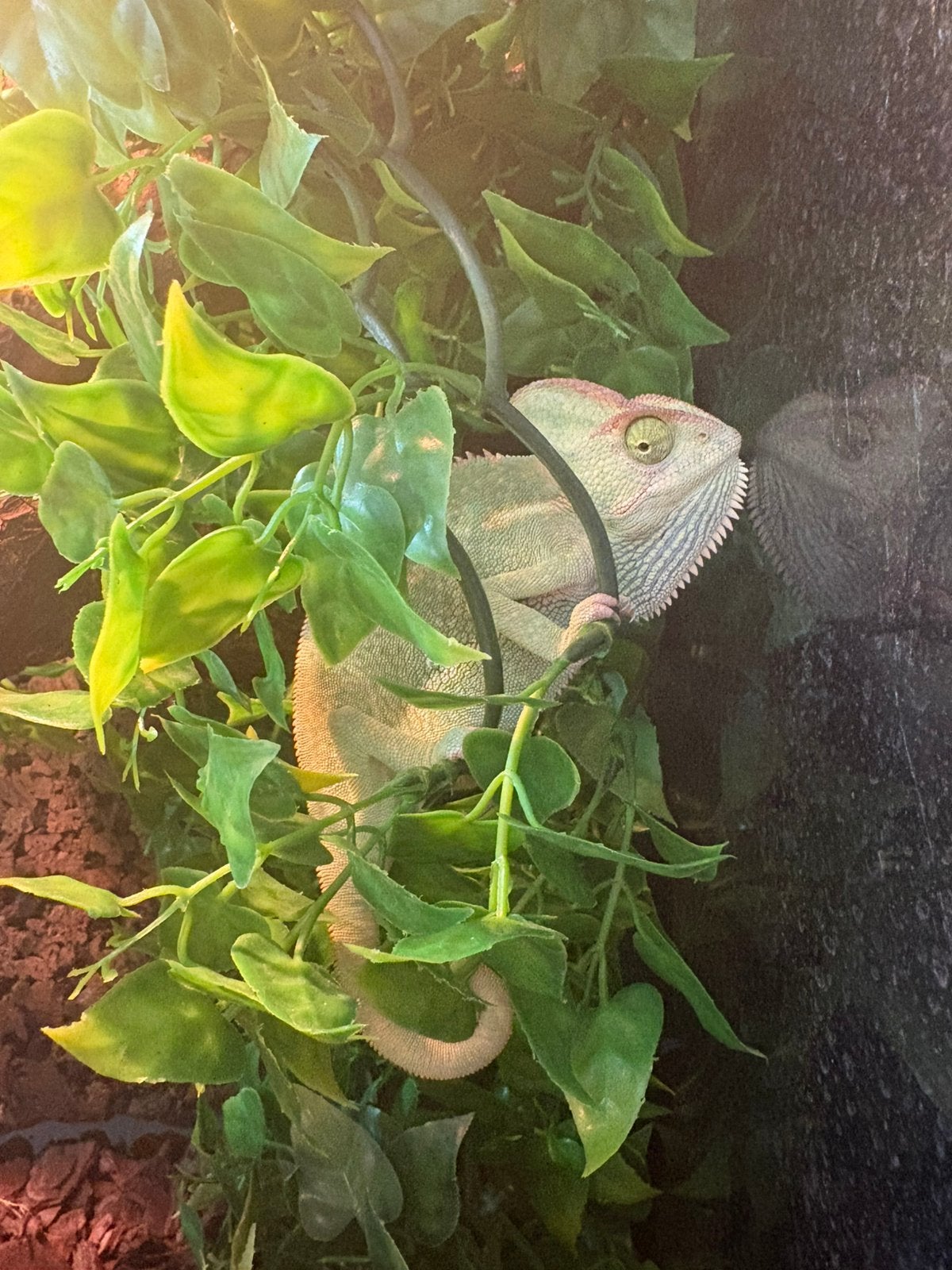 kameleon, Amfibie, 0 tot 2 jaar