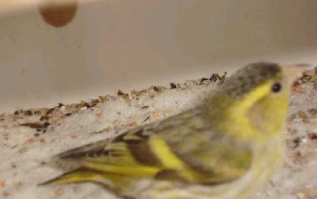Europese sijzen Agaat gevraagd, Dieren en Toebehoren, Meerdere dieren, Wildzangvogel, Geringd