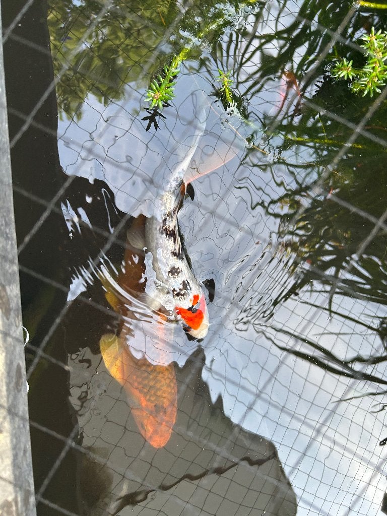 Koi karpers, Dieren en Toebehoren, Vissen | Vijvervissen, Karper of Koi