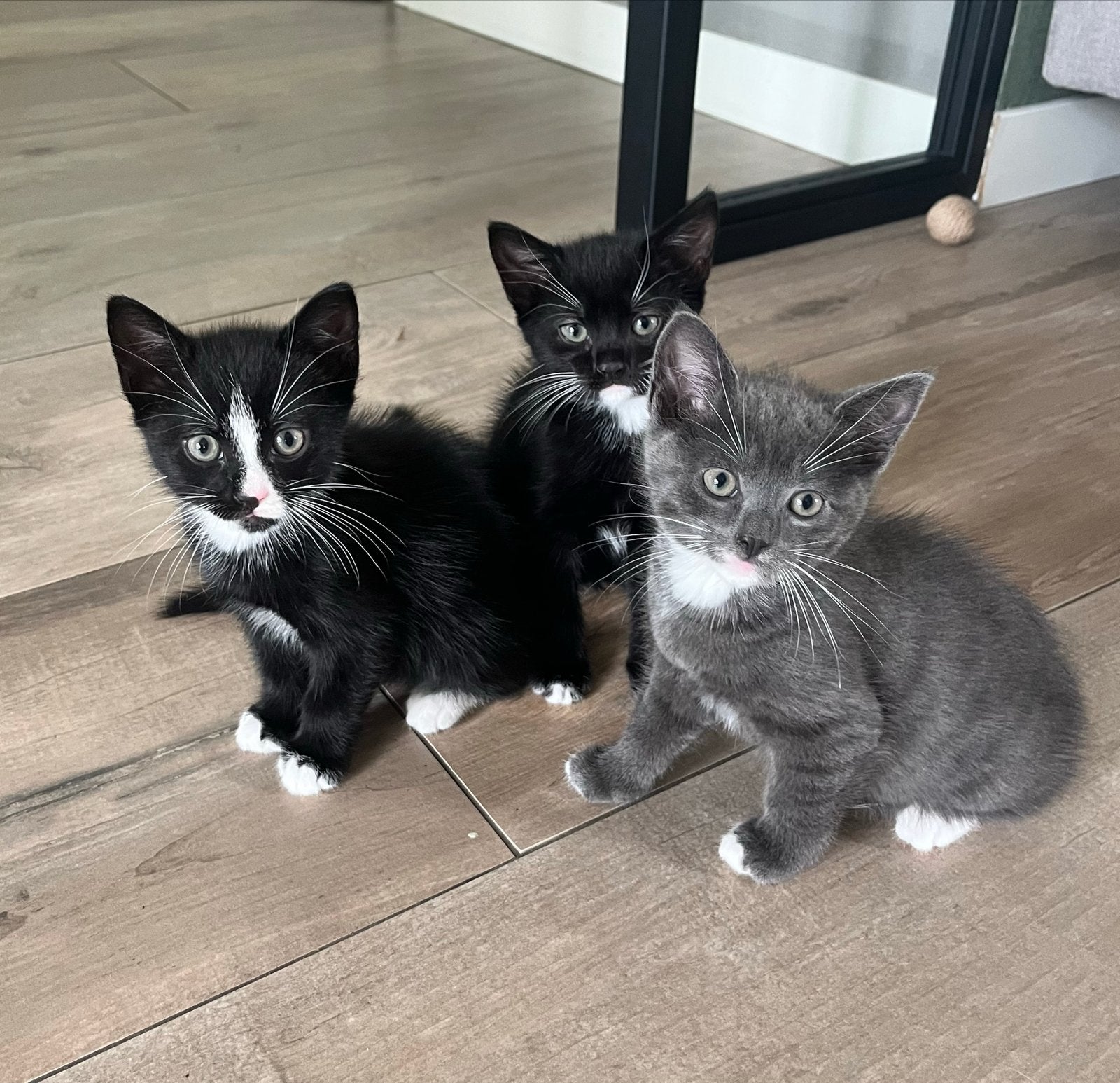 Kittens, Dieren en Toebehoren, Kater, 0 tot 2 jaar