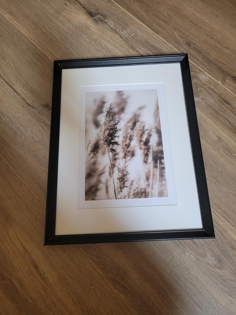 Schilderij met rietpluimen in zwarte lijst, Ophalen, Minder dan 50 cm, Zo goed als nieuw, Schilderij