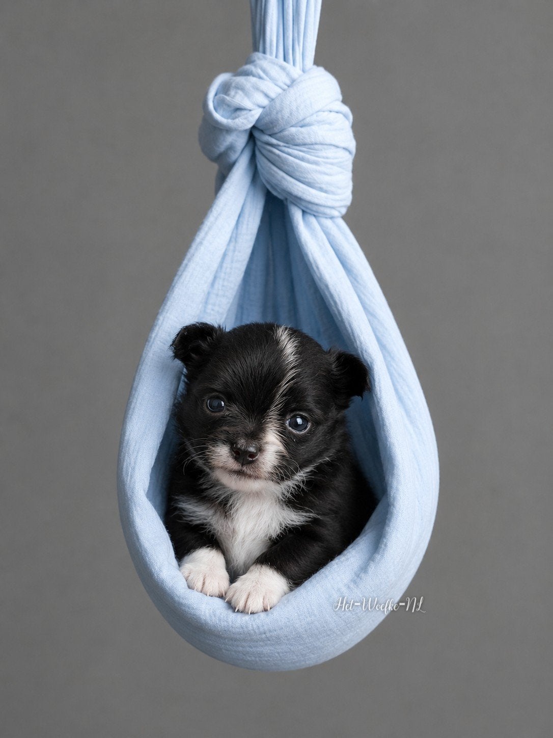King 💙 Chihuahua (van geteste ouders), Parvo, Reu, 8 tot 15 weken, Eén hond